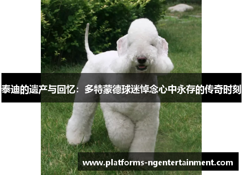 泰迪的遗产与回忆：多特蒙德球迷悼念心中永存的传奇时刻
