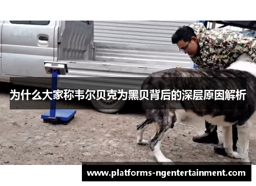 为什么大家称韦尔贝克为黑贝背后的深层原因解析